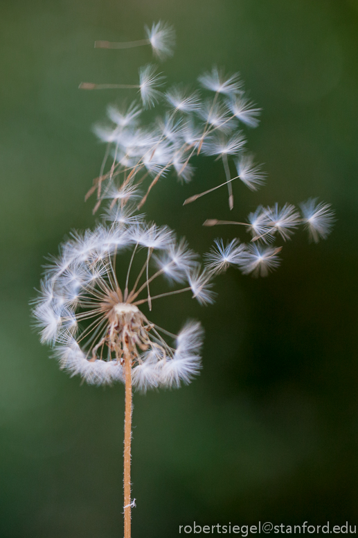 dandelion seeds